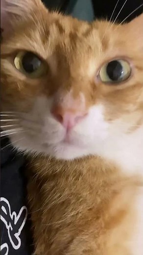 Adorable Ginger Cat Compilation 🐾 Funny and Cute Cat Videos