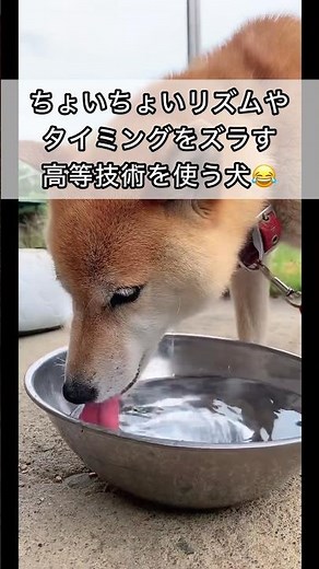柴犬コロ リズムとタイミングをズラす犬😂 #柴犬コロ #おもしろ #かわいい #面白い #柴犬 #shibainu #funny #dog