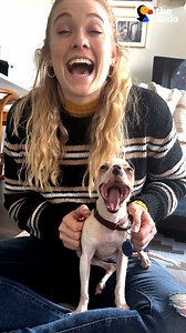 2.7M views · 37K reactions | Tiniest pit bull in the world is not allowed in his foster mom’s building because of his breed  | The Dodo | Facebook