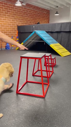 Golden Retriever & Great Pyrenees Dog Training with Potato