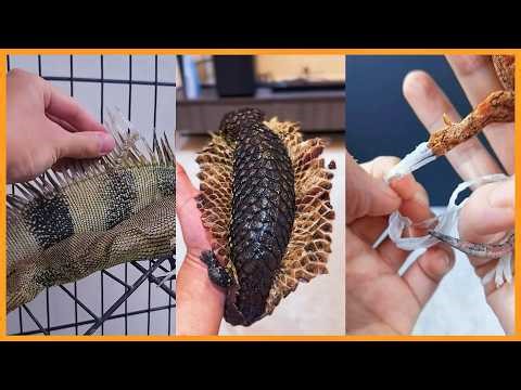 ASMR Real Lizard Shedding Experience | Slow, Close-Up & Relaxing