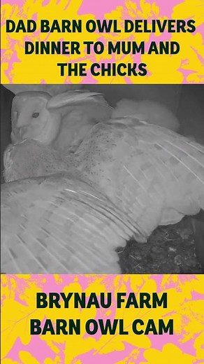 Barn owl dad delivers dinner for Mum and the chicks 🦉