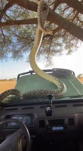 Phython losses grip 🐍#phython #wildlife #masaimara