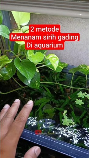 2 ways to grow pothos in an aquarium #growingpothos #pothos #aquaticplants