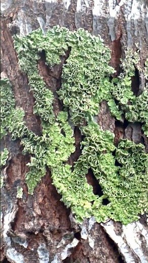 Is lichen a plant? | Gardening Australia