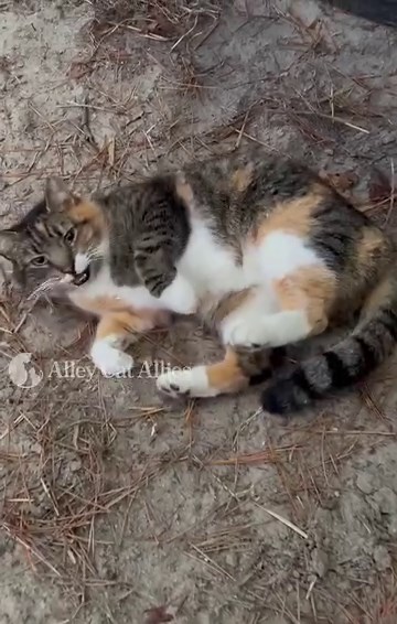 9.6K views · 855 reactions | On a beautiful, brisk morning, Snickers says hello from her outdoor home on the Atlantic City Boardwalk! She's one of the famous Boardwalk Cats, protected through our Boardwalk Cats Project® and beloved by her community and its many visitors. Learn more about the Boardwalk Cats: alleycat.org/BoardwalkCats | Alley Cat Allies | Facebook
