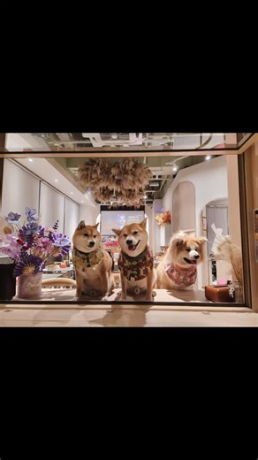 Marz Menu三月見 | # 多謝三位小可愛今晚陪我哋 ❤️❤️ 勁cutecute 🍀本店設有outside座位🌿 三月見歡迎帶主子前來用餐🐶😽 查詢及訂座: 啟德店:6957 4533 📍地址：啟德啟欣苑商場地下2號鋪 #毛孩友善#寵物友善#啟德#毛孩友善cafe#柴犬 | Instagram