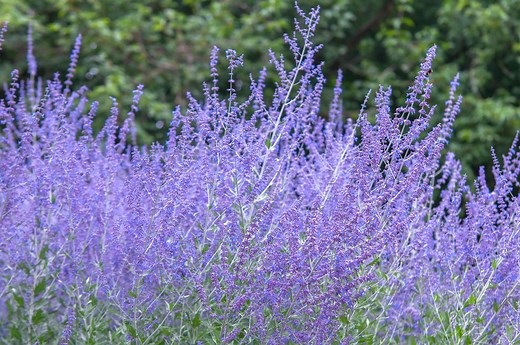 Live in a Drier Climate? Russian Sage Is the Perfect Plant to Grow in Your Garden