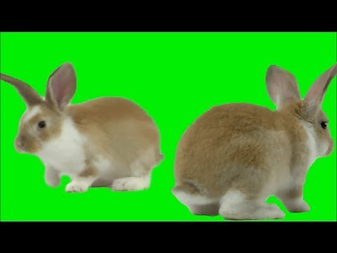 Green Screen Rabbit (free)