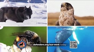 Defenders of Wildlife TV Spot, 'Ensuring a Future for Wildlife'