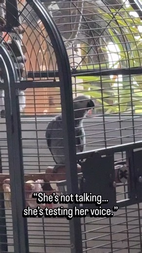 Shaka every morning: ☀️ Vocal warm-ups 🎤 Accent testing 🧠 Brain booting… African Greys are most vocal in the early morning — that’s when their brains are most active and curious. 🧠 Fun fact: Parrots don’t just repeat sounds — they experiment with pitch, rhythm, and timing before a word becomes clear. So if you’re thinking: “Is she saying something… or everything?” Yes. 😂 This isn’t random noise. It’s practice. 💾 Save for later (you’ll want to compare sounds) 🔁 Share if your bird talks befo