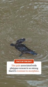 125K views · 1.7K reactions |  Fact of the Day Did you know the pain associated with platypus venom is so strong that it's resistant to morphine? #ausgeo #australia #factoftheday #didyouknow #platypus | Australian Geographic | Facebook