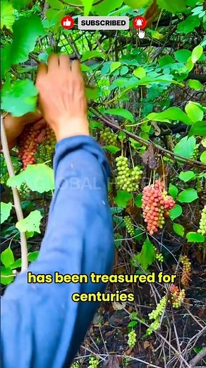 “This Ancient Berry Can Boost Energy, Focus, and Liver Health Naturally! 🍒 | Schisandra Explained”