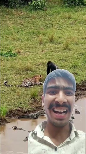 Cheetah vs Gorilla 😱😱 #shortsfeed #shorts #animalremix #wildlife #Remix wala