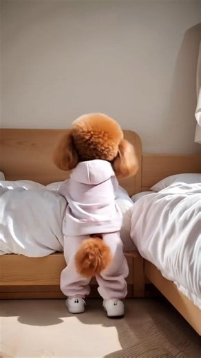 160K views · 2K reactions | Amazing dance. Credit @bandly_dog | About Poodle | Facebook