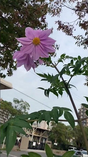 秋風の皇帝ダリア#flowers #植物 #nature #garden