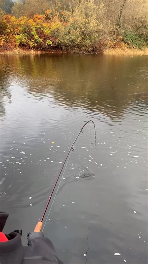 Salmon fishing, the beautiful Wilson River in Tillamook, Oregon with steelhead tackle. #lamiglas #lamiglasrods | Anthony Rubeo Outdoors
