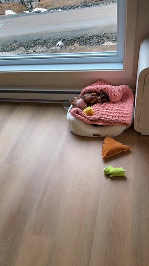 Tiny Baby Chihuahua in Her Little World 🥺