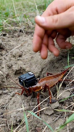 Tiny Animals Living in a Drop of land(AI Generated)