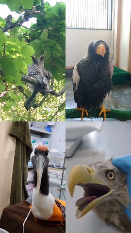 猛禽類医学研究所 on Instagram: "NHK BS「ワイルドライフ」再放送のお知らせです！ 希少猛禽類の保全医学活動がギュッと詰まった90分 傷つく鳥たちがいます 助けたい けれど 再び野生に戻ることができる鳥たちは一部に過ぎません 全ての命を救うことはできない… 悲しいし、悔しいし、苦しい けれど ヒトの経済活動に関連した交通事故や風車衝突、鉛中毒など 多くの人に知ってもらうことで できることがきっと増えるはず 観てください！ #nhk #wildlife #ワイルドライフ #BS #猛禽類 #野鳥 #希少種 #保全 #レスキュー #共に #生きる #kushiro #hokkaido"