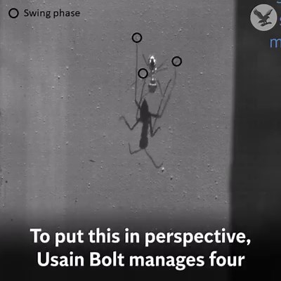 Scientists have recorded the world's fastest ant | The Independent