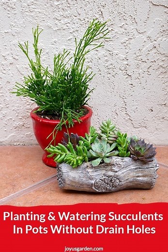 Succulents In Pots Without Drain Holes: Planting & Care Tips