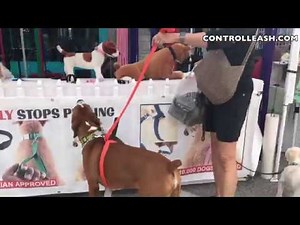 How to Train your DOG! SIMPLE & Effective Leash ControlLeash.com