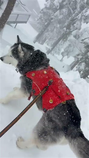 Siberian Husky Loves Snow and The Cold Weather