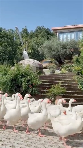 Diseases like avian influenza, foot and mouth disease, African swine fever, know no borders. They can spread across countries, move between wild and domestic animals such as cattle or poultry, and in some cases even cross the human-animal divide. In places where these diseases are common, they spread between wild animals and livestock, which makes the infections even harder to control. These diseases are complex in unique ways and need solutions that are specific to the country in which it’s fou