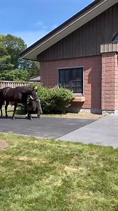 🇯🇵🏆 Kitasan Black looked in magnificent form at Shadai Stallion Station earlier today. The son of Black Tide is responsible for 2023 world champion and fellow Shadai sire Equinox, as well as this year's Tokyo Yushun hero Croix Du Nord and 2023 Satsuki Sho victor Sol Oriens. Kitasan Black stood this season for ¥20 million (approximately £100,000). | Racing Post Bloodstock