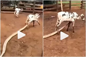 Viral Video: Massive Python Attacks Baby Cow, Latches Onto Its Leg | What Happened Next