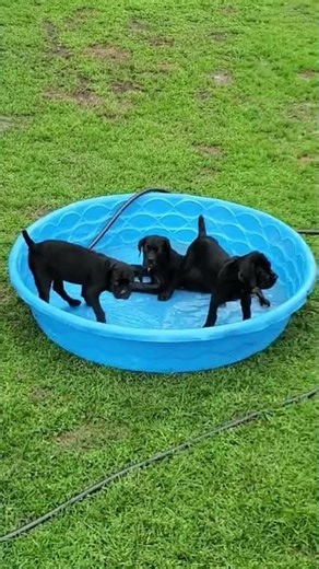 my pups are enjoying a bath #puppies