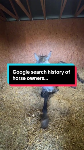 Understanding Google Searches by Horse Owners