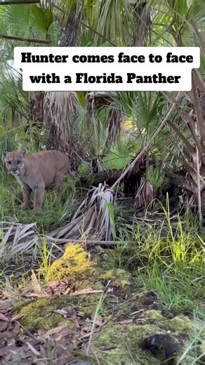 Encounter with a Florida Panther: A Rare Adventure