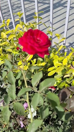 Heavenly Pink & White Roses 🌹 🥀 Worlds most beautiful rose garden #shorts