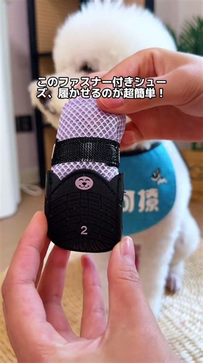 欲しい人は「欲しい！」ってコメントして 夏のアスファルト、本当に熱いですよね！ ワンちゃんのお散歩も、靴は絶対必要なんです！ #犬 #小型犬 #靴 #可愛い #犬靴