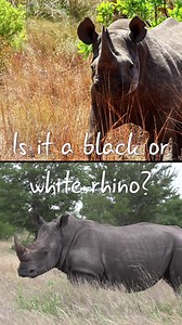 9.7K views · 103 reactions | White or black rhino? 憐 From body shape to lip style, horn length to habitat, these iconic species have distinctive differences. Here’s how to tell them apart on your next safari! #RhinoID #AfricaGeographic #SafariTips #safari #travel #Africageotravel | Africa Geographic | Facebook