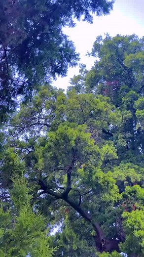 Jimma Abba Jifra TikTok Compilation | Oromo Girls Dance 🌳😫