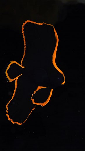 One extremely rare find… The young Pinnatus Batfish living on the black volcanic sands of Lembeh. by Marcelo Johan Ogata | Visual Cortex