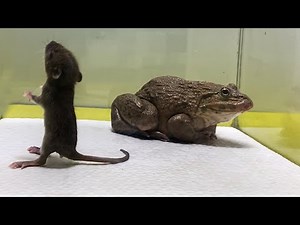Frog Giant African frog eats adult mice【LIVE FOOD WARNING】Episode 2
