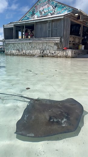 1.1K views · 155 reactions | Another day in paradise  #powerboatadventures #exuma #bahamas #stingray #islandvacation #vacationinspiration #itsbetterinthebahamas | Powerboat Adventures | Facebook