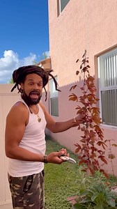 Cranberry Hibiscus Benefits... | GoNaturalite