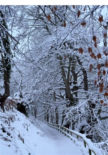 Quiet Snowy Morning in Scotland