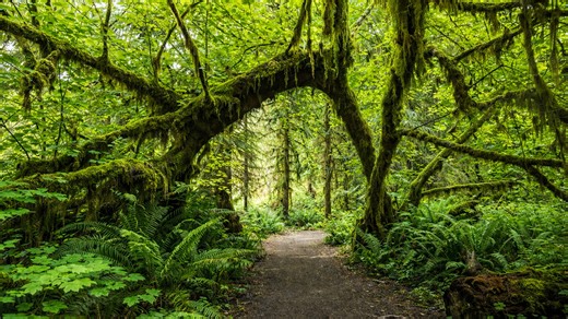 Hoh Rain Forest Washington scenic nature trails (4K)