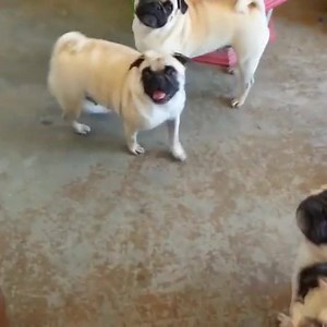 20K views · 1.6K reactions | Ready, set, go! Instagram: @pugsngiggles | Pugs Central | Facebook