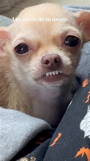 Understanding Chihuahua Behavior and Communication