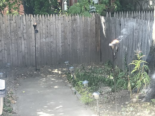 Watch Tiki large flame torch for backyard on Amazon Live