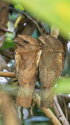 Philippine Frogmouth love language: Will you be my Valentine? 💕 I promise I won’t shove you off the branch. | Joris De Raedt