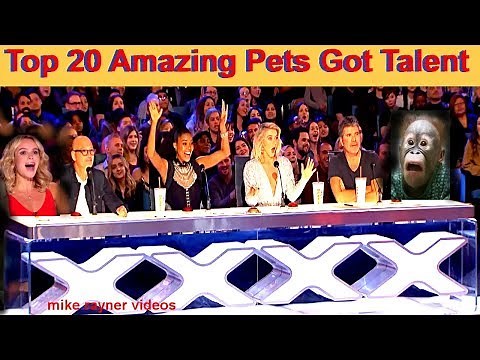 Best Top 20 Amazing Pet Animals Got Talent Auditions! This Video Has No Dislikes! Golden Dogs Cats!