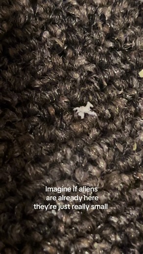 Seriously cuz WTF is this😨#alien #creature#newpet#help | aliens